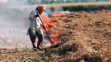 Photo of हरियाणा: गेहूँ के फाने जरावै के मामिला तोरि दिहिन पाँच साल कय रिकॉर्ड