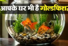 Photo of घर मां गोल्डफिश राखय कय का फायदा अहै? जानि वास्तु शास्त्र मां का मान्यता अहै