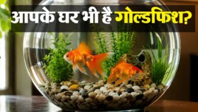 Photo of घर मां गोल्डफिश राखय कय का फायदा अहै? जानि वास्तु शास्त्र मां का मान्यता अहै