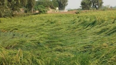 Photo of पंजाब मां पांच डिग्री गिरा पारा: बरखा-ओलापरिस से बढ़िन ठंडी, खेतन मां बिछी फसल